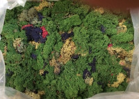 Islandmoos bunt gemischt präpariert
 ca.10kg "12911260000 Islandmoos bunt gemischt präpariert
 ca.10kg "12911260000