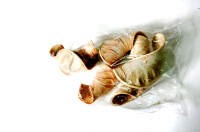 Elefantenohr 7Stück im Beutel
 PB "24302011400 Elefantenohr 7Stück im Beutel
 PB "24302011400